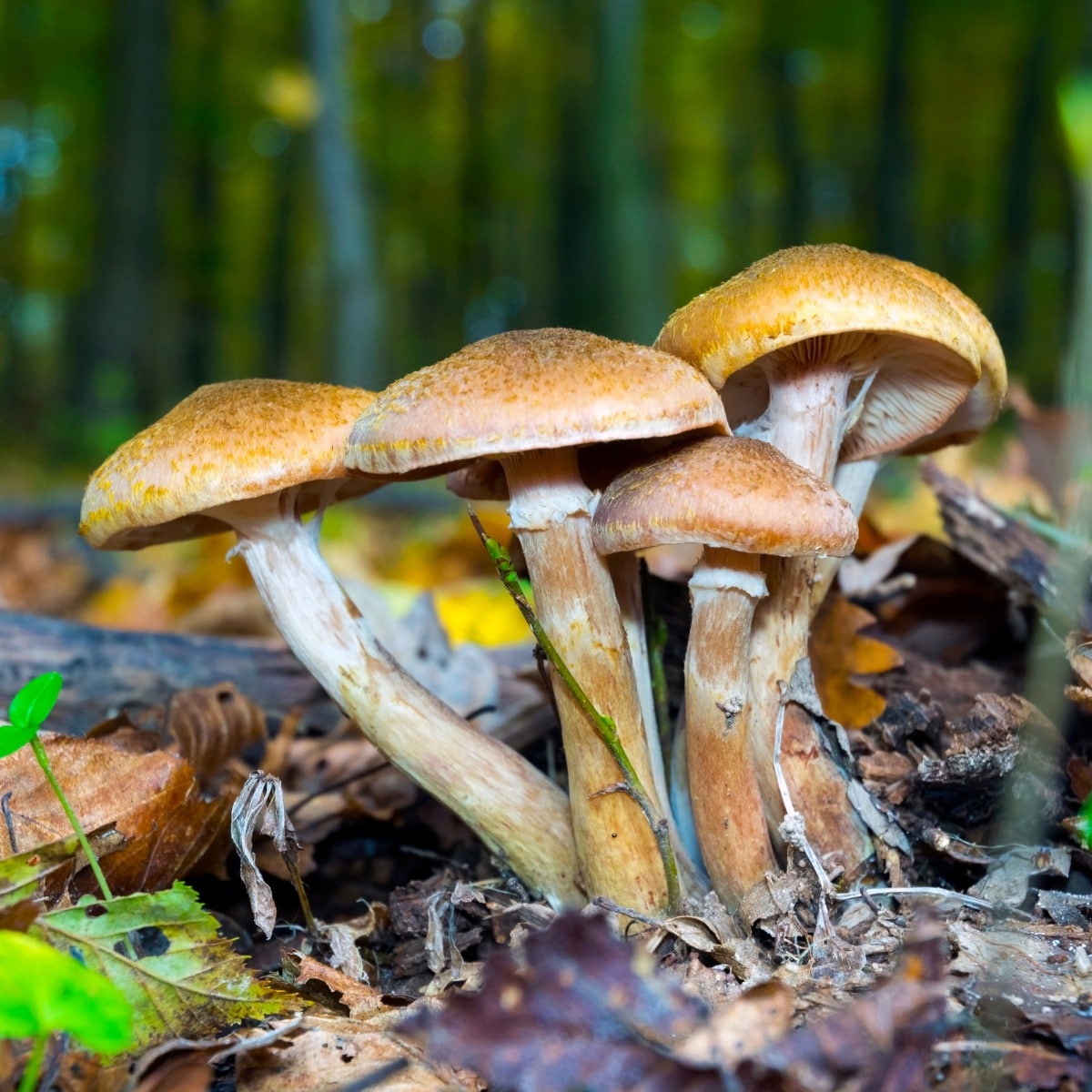 honey mushroom armillaria