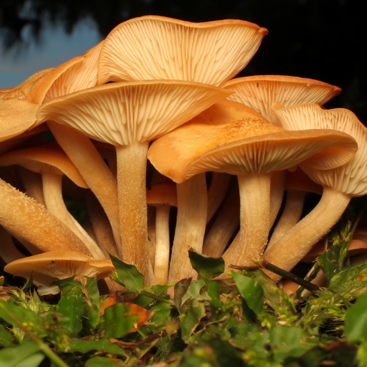 ringless honey mushrooms