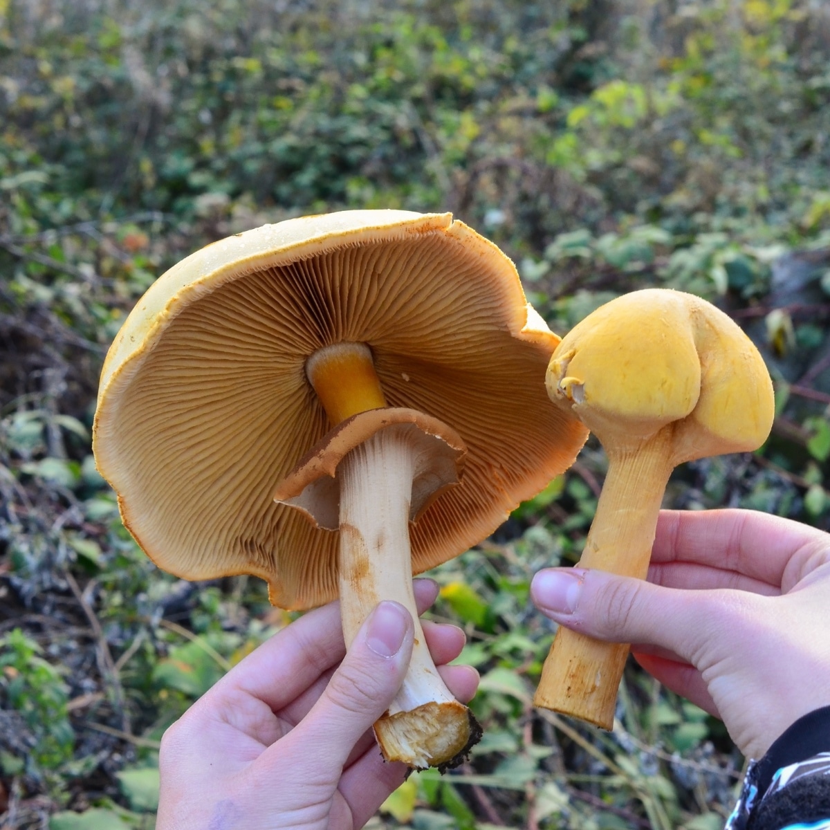 golden bootleg mushroom