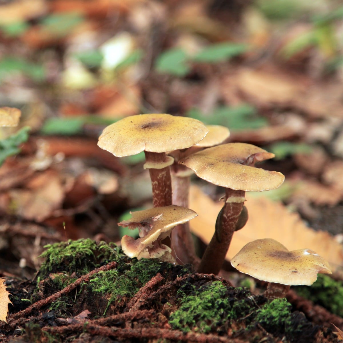 honey mushrooms