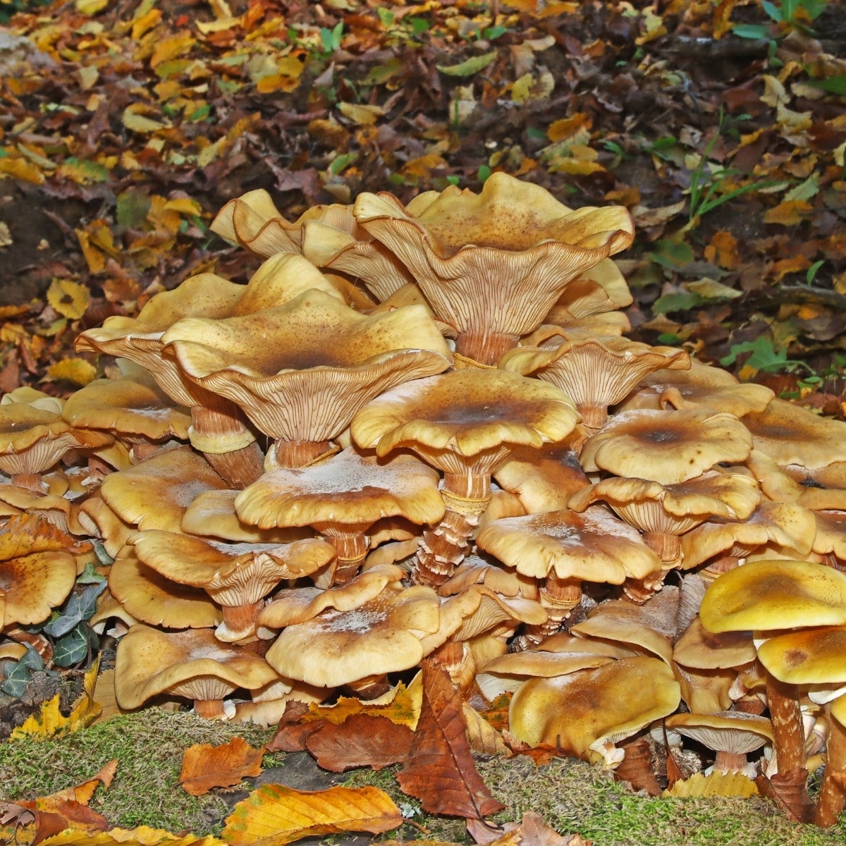 honey mushrooms