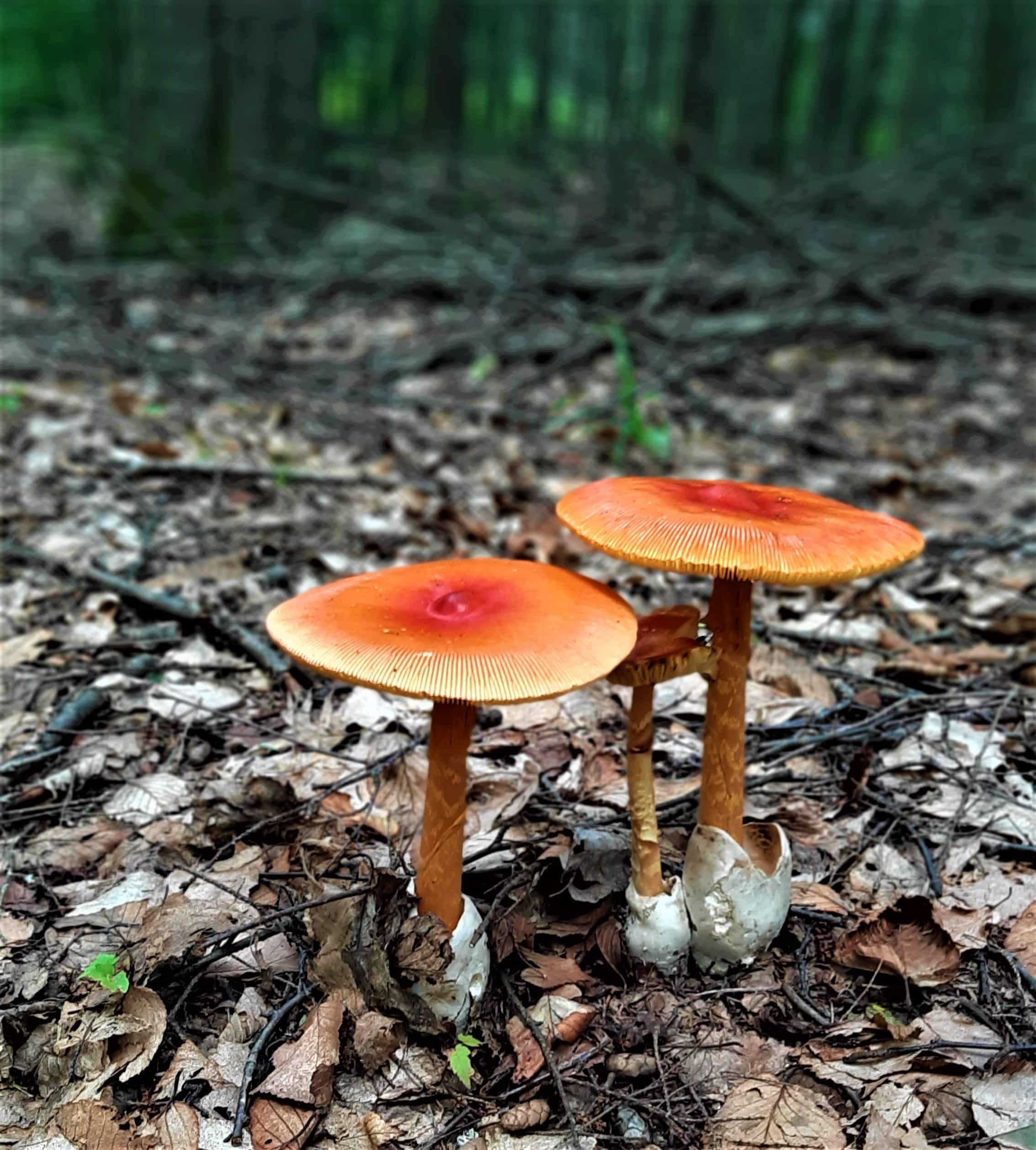 amanita jacksonii