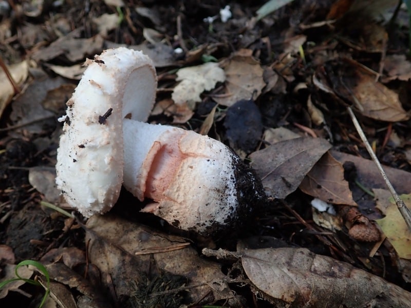 Amanita novinupta