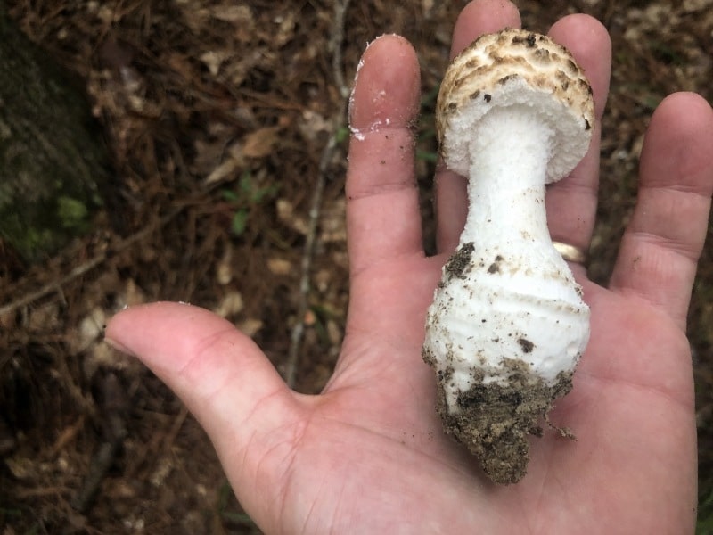 Amanita hesleri