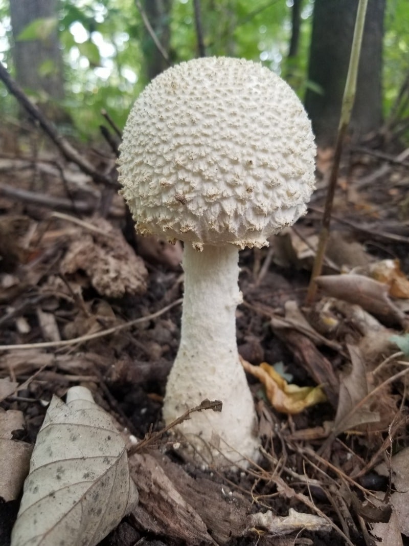 Amanita chlorinosma