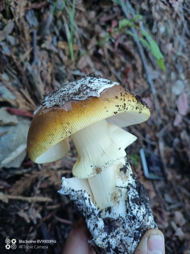 Amanita lanei