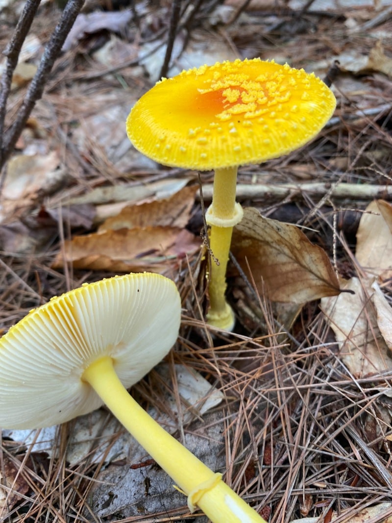 Amanita frostiana