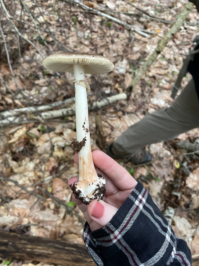 Amanita brunnescens