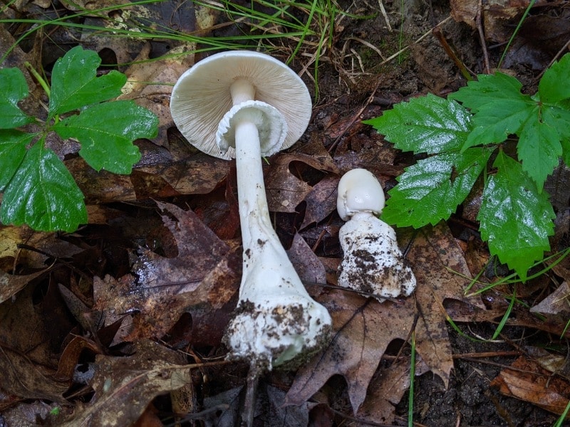 Amanita magnivelaris