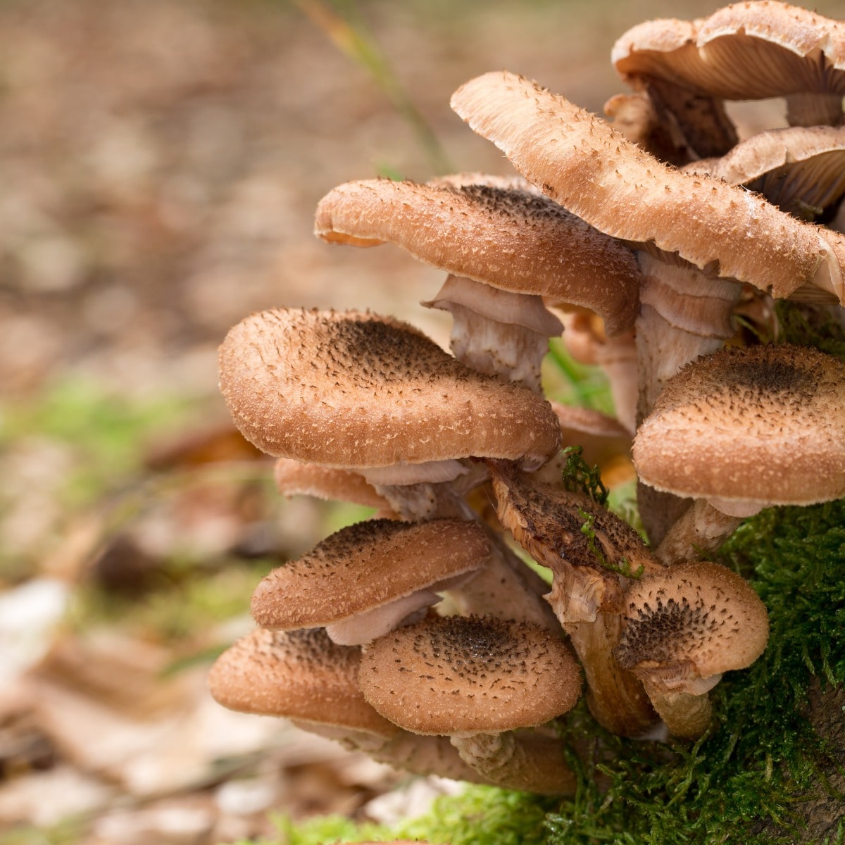 honey mushrooms grow on wood