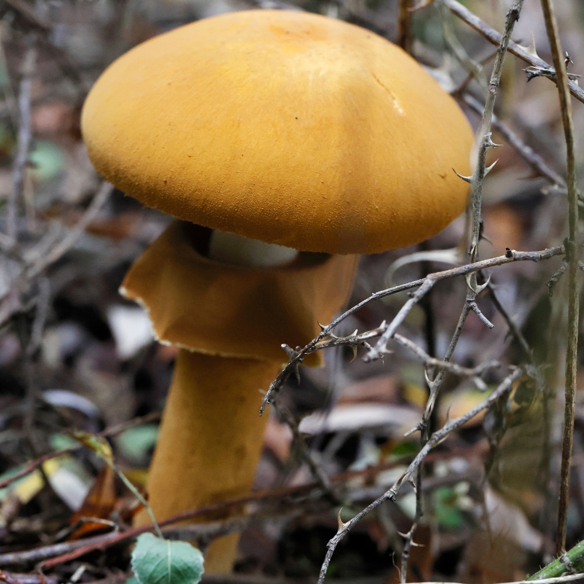 Phaeolepiota aurea