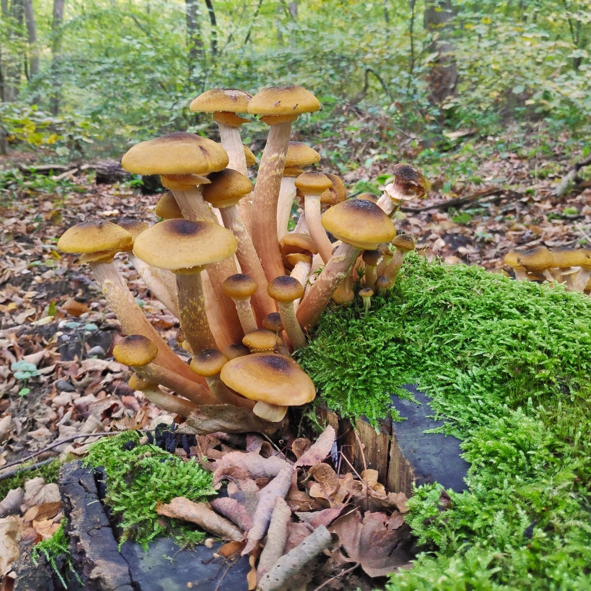 honey mushrooms fruiting