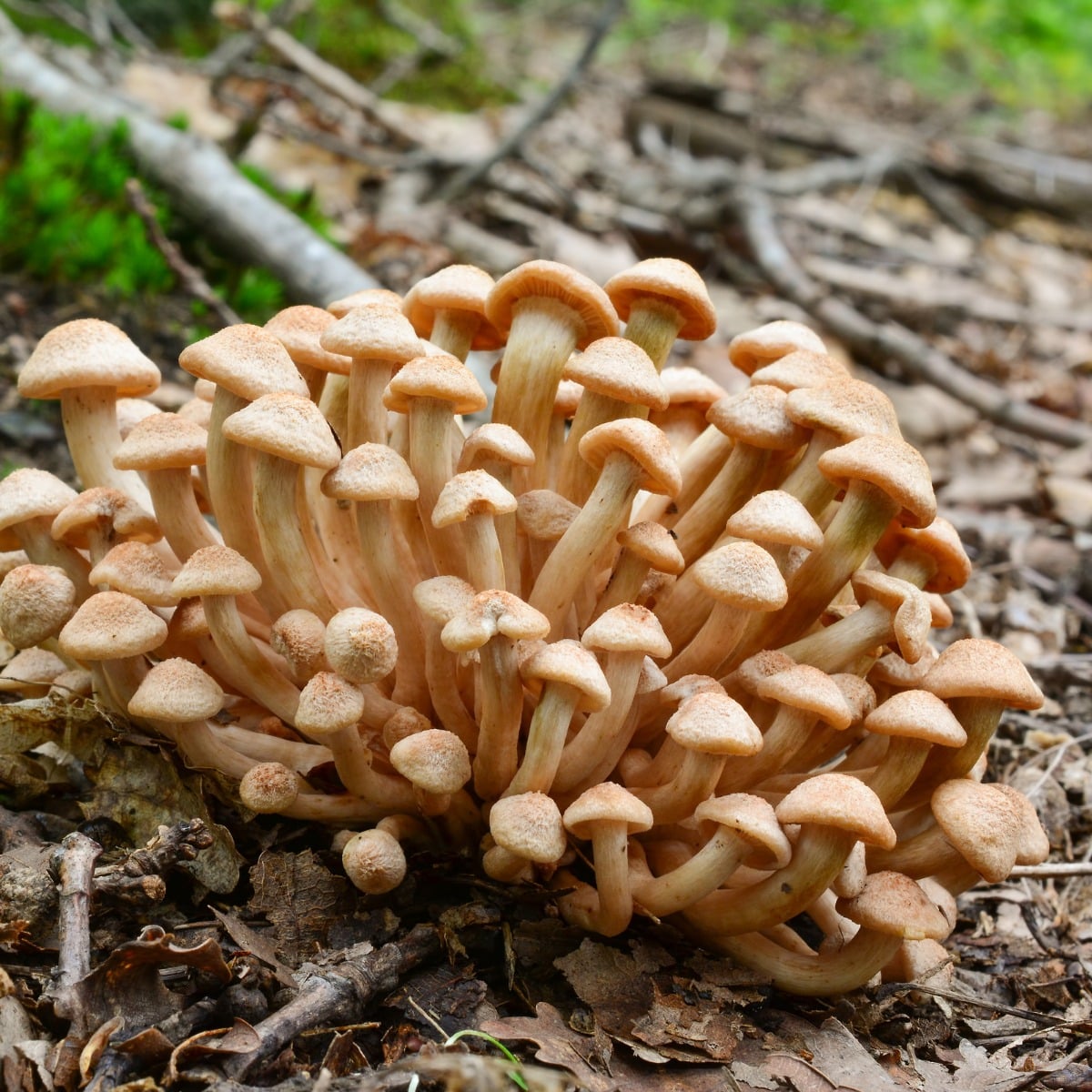 Armillaria tabescens ringless honey mushrooms