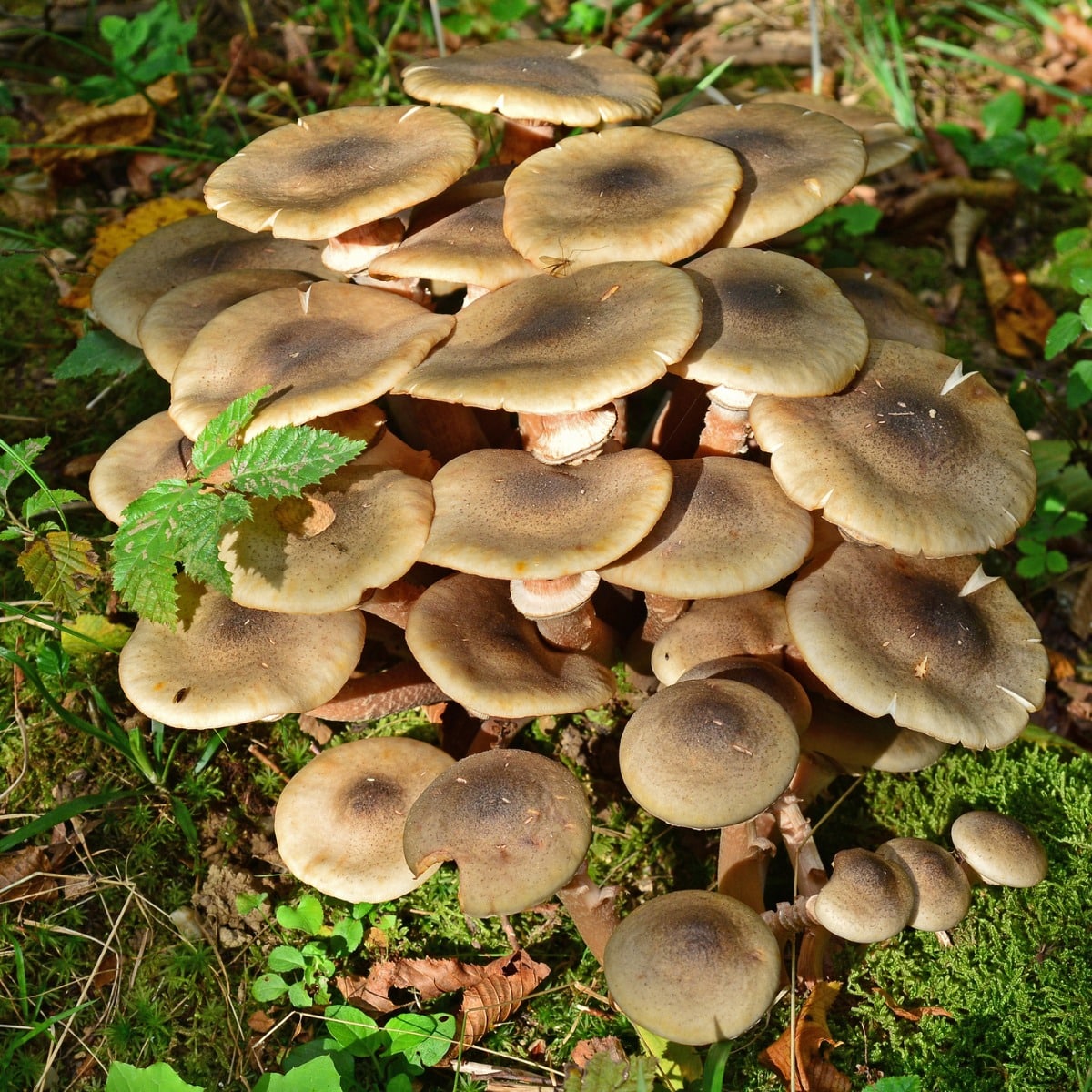 honey mushrooms fungi