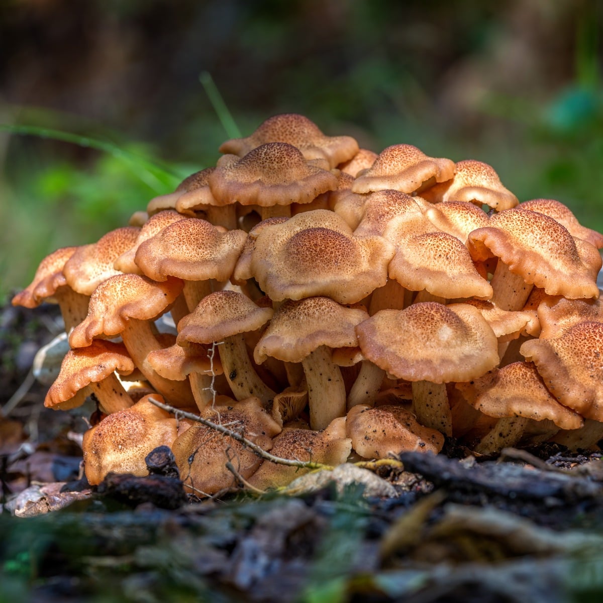 ringless honey mushrooms