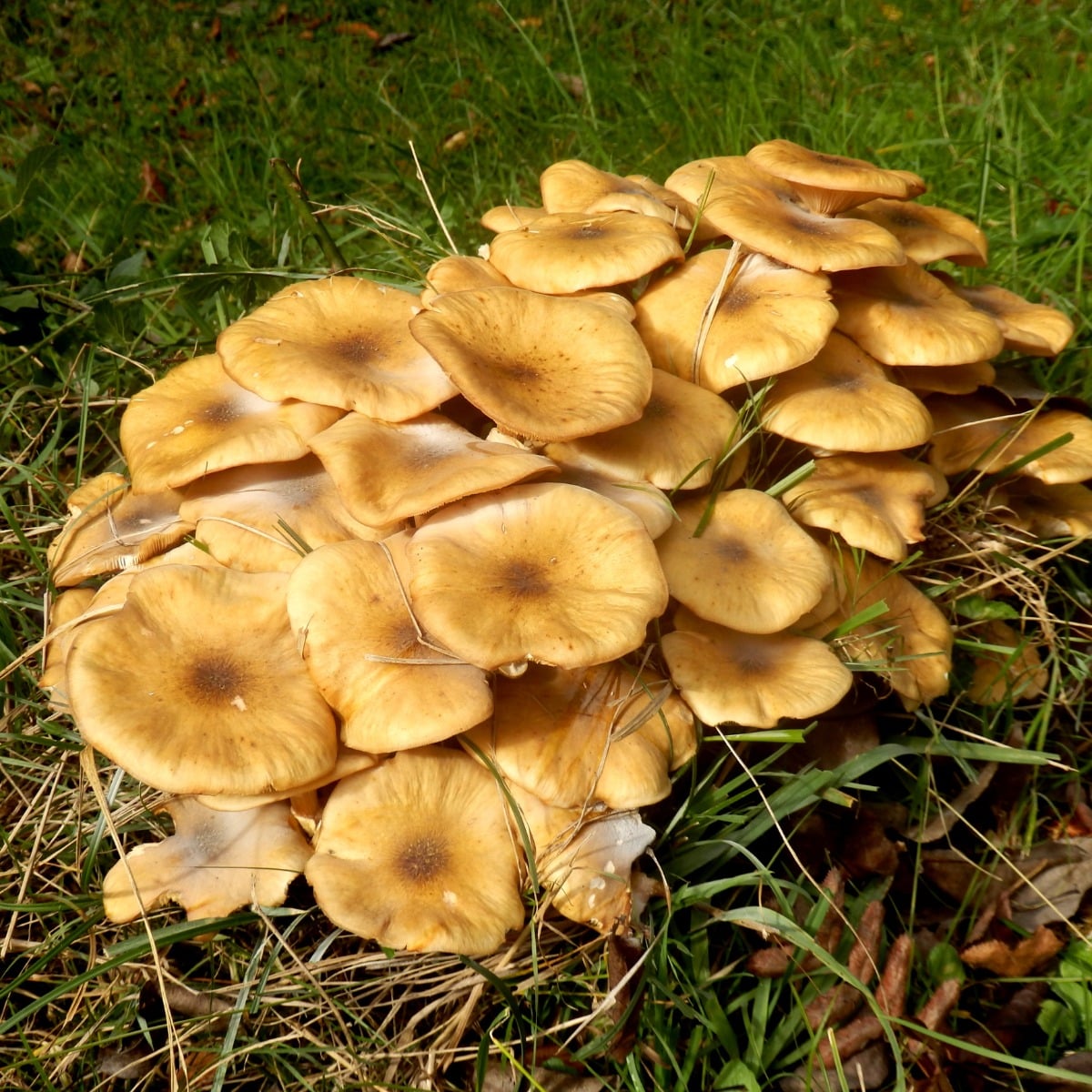 Armillaria mellea