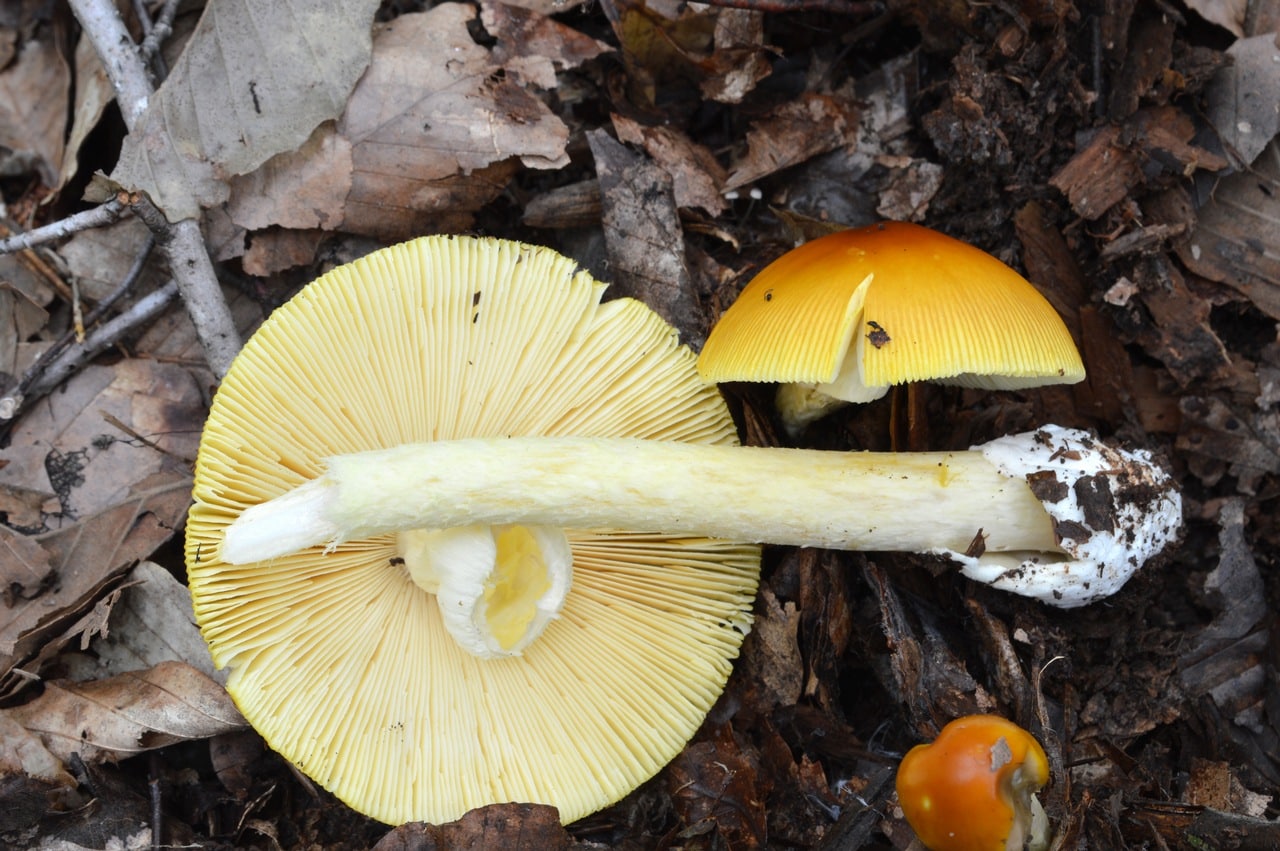 caesar mushroom north america