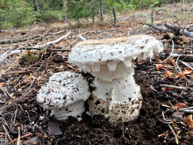 Amanita smithiana