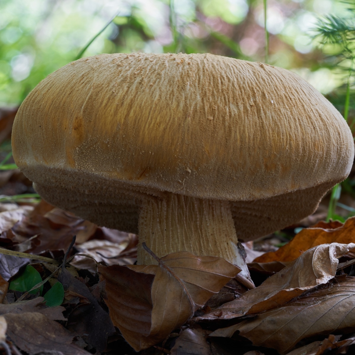 Phaeolepiota aurea