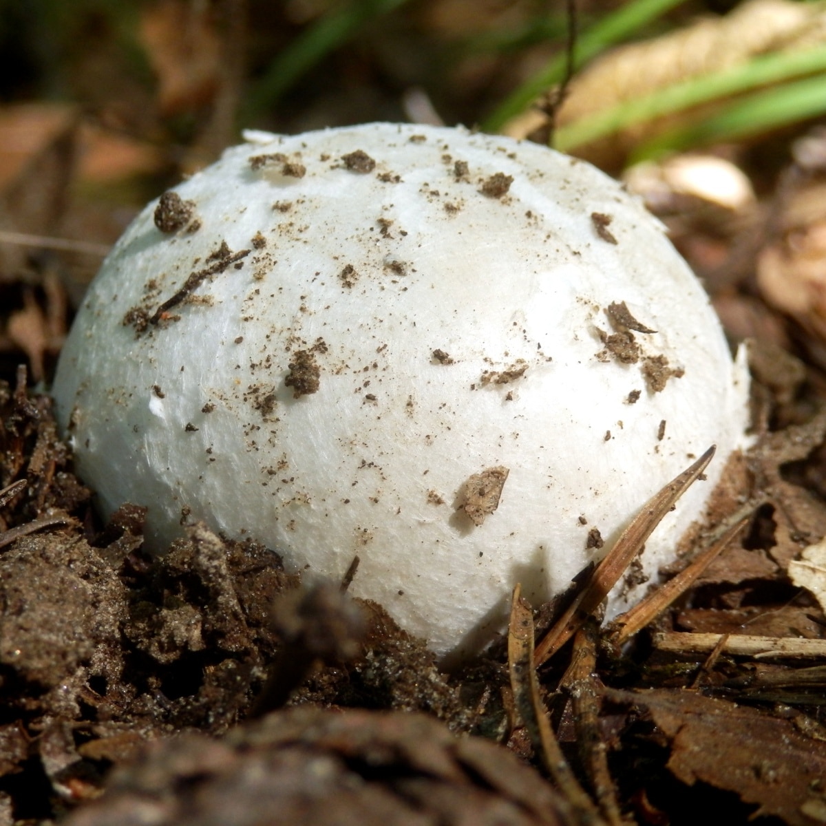 single amanita egg