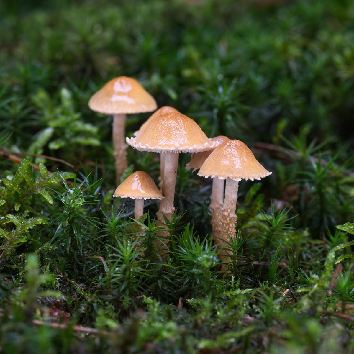 The Earthy Powdercap (Cystoderma amianthinum)