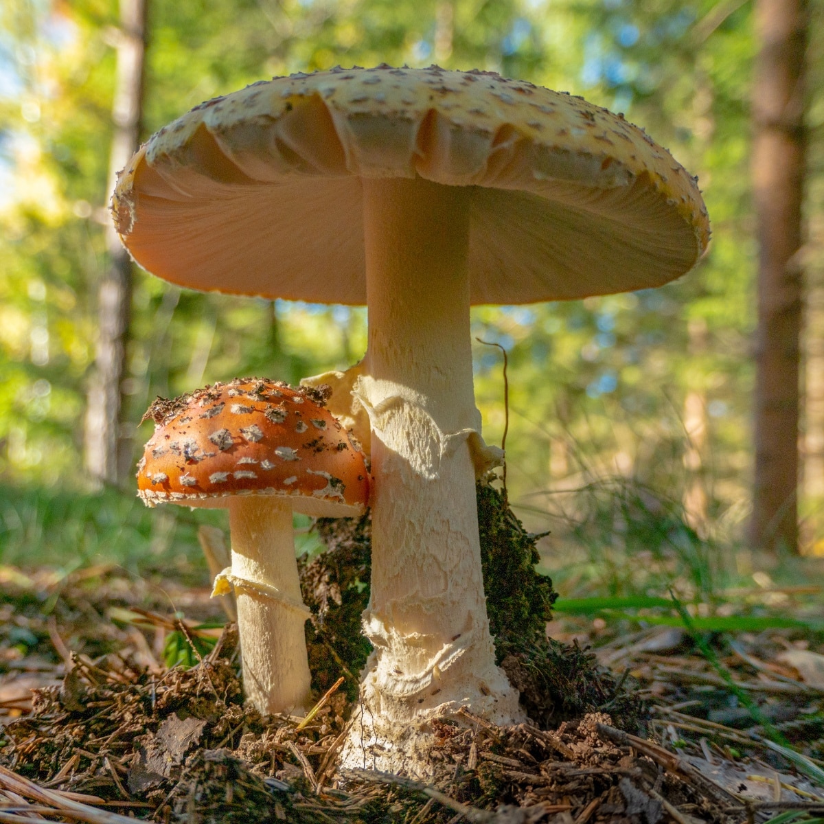 amanitas mushrooms