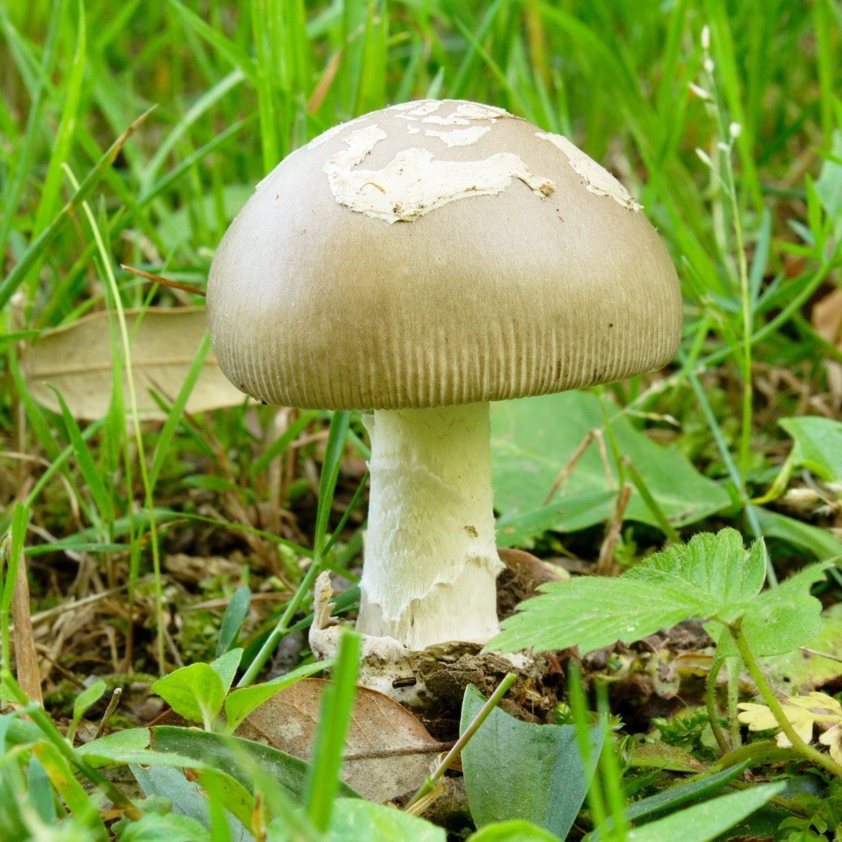 The gray grissette, Amanita vaginata