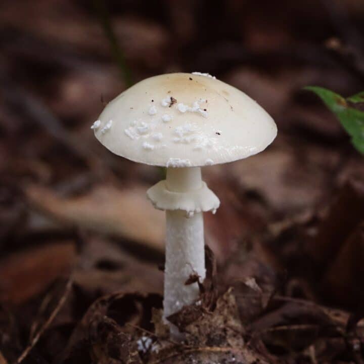 North American Amanitas: A Detailed Identification Guide - Mushroom ...