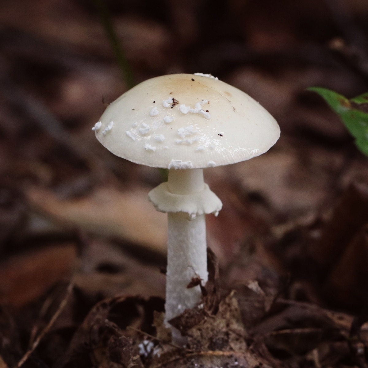 amanita mushroom