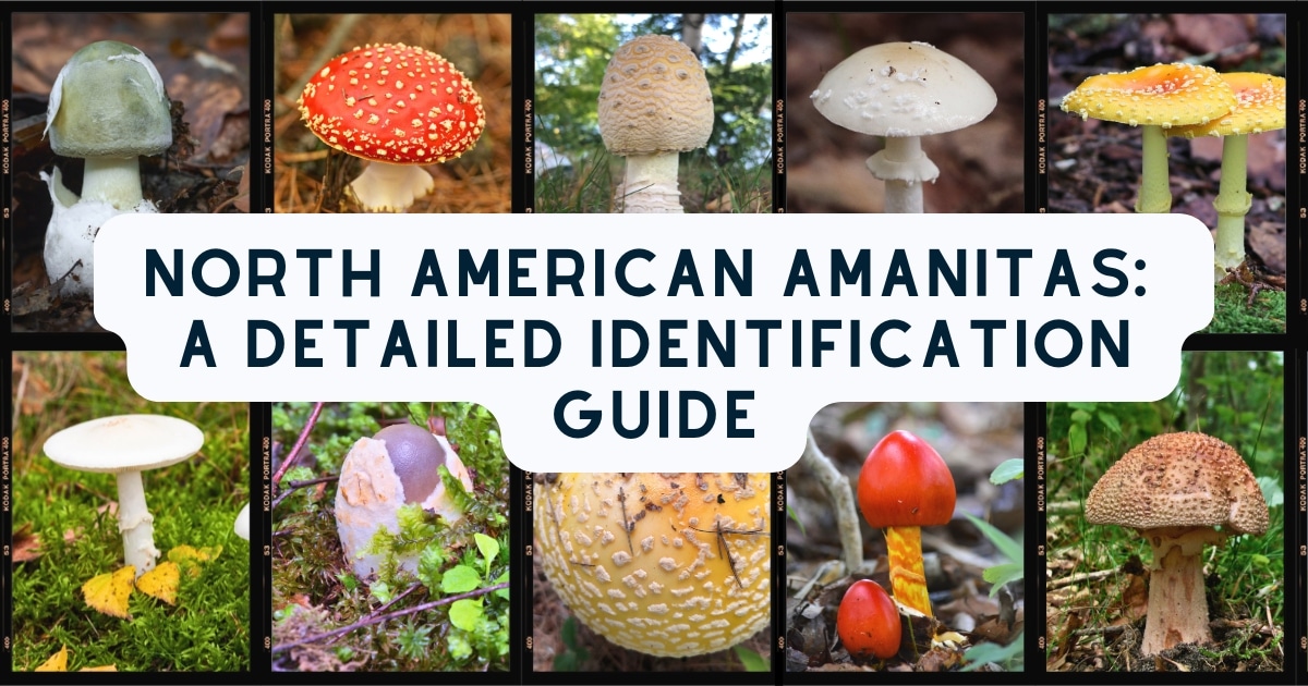 North American Amanitas: A Detailed Identification Guide - Mushroom ...