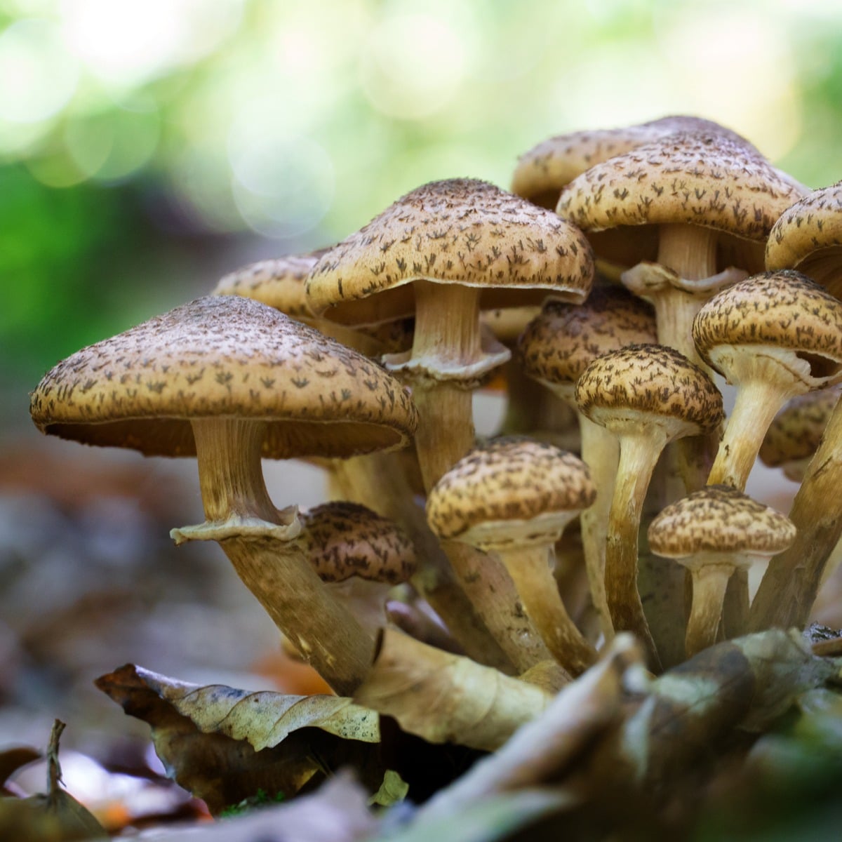 Armillaria ostoyae (also called Armillaria solidipes)