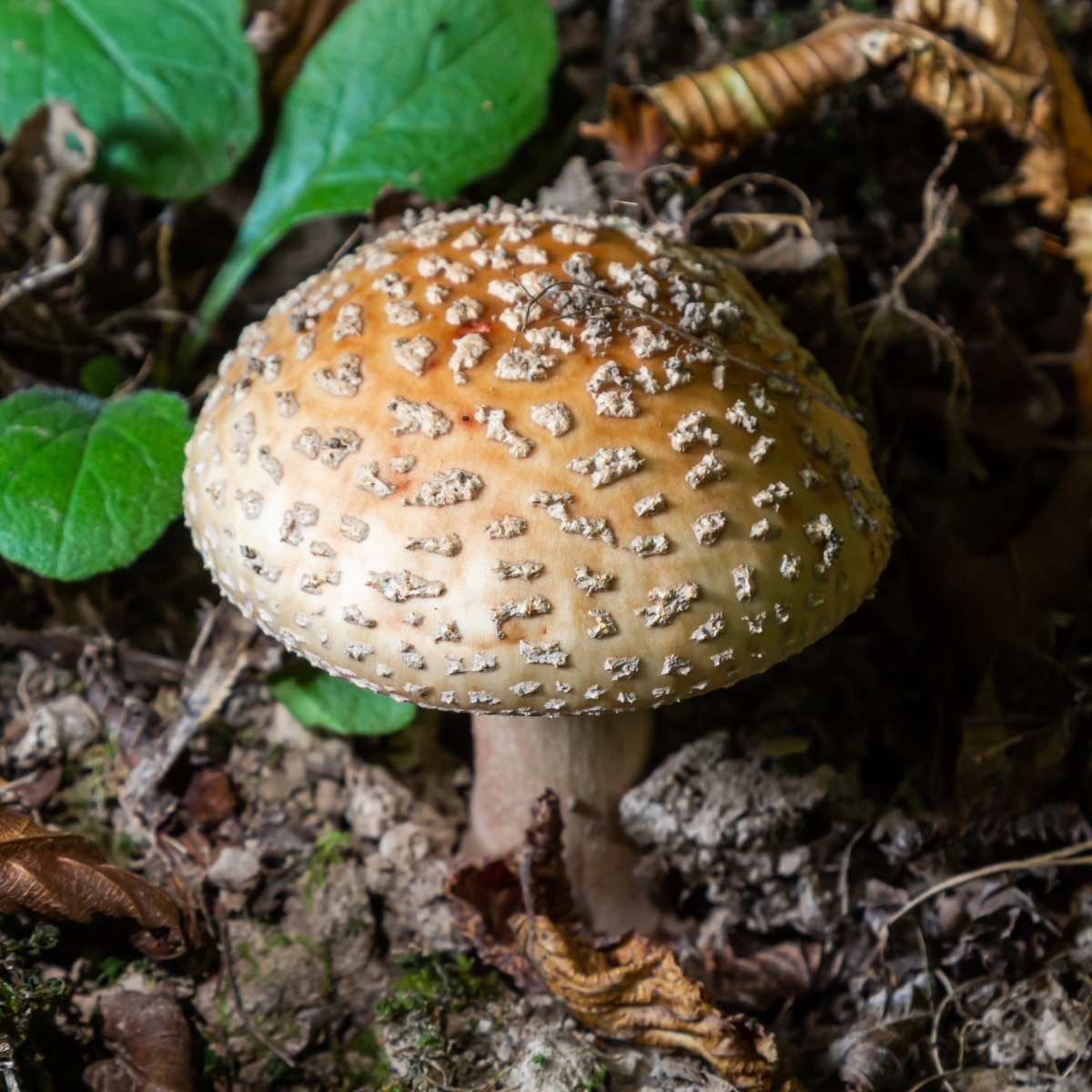 amanita blusher