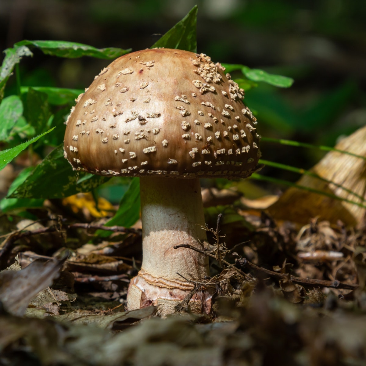 amanita rubescens