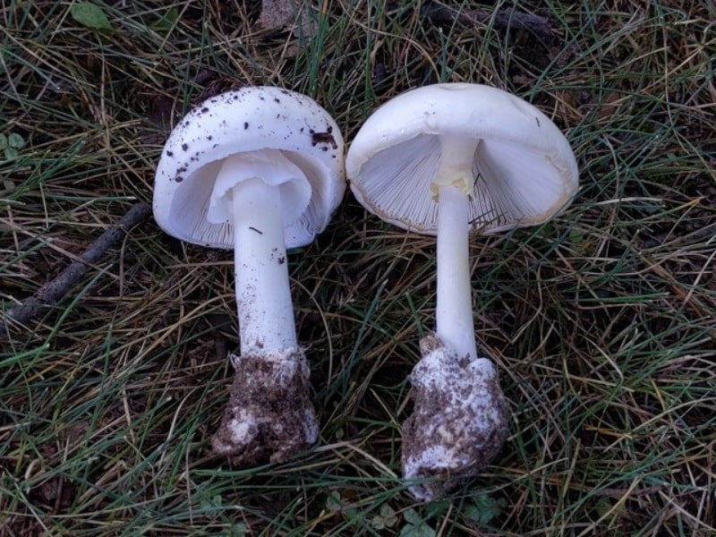 amanita destroying angels