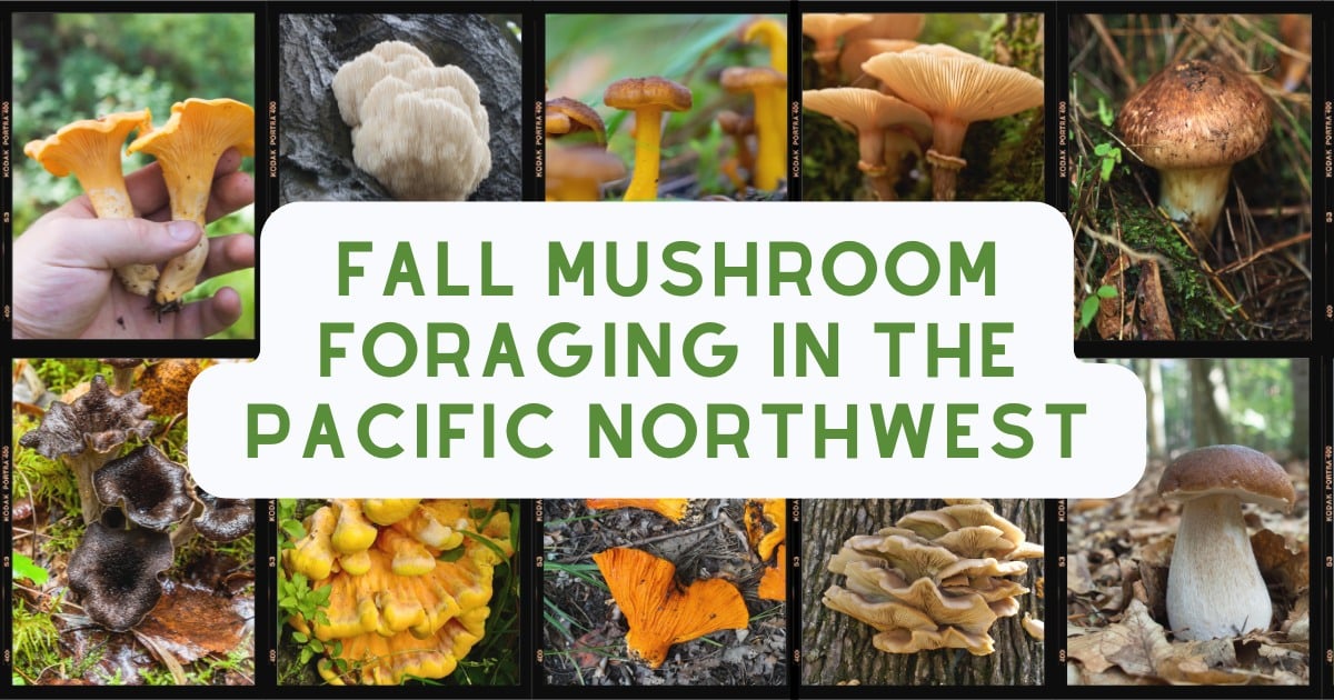 fall mushroom foraging in the pacific northwest 