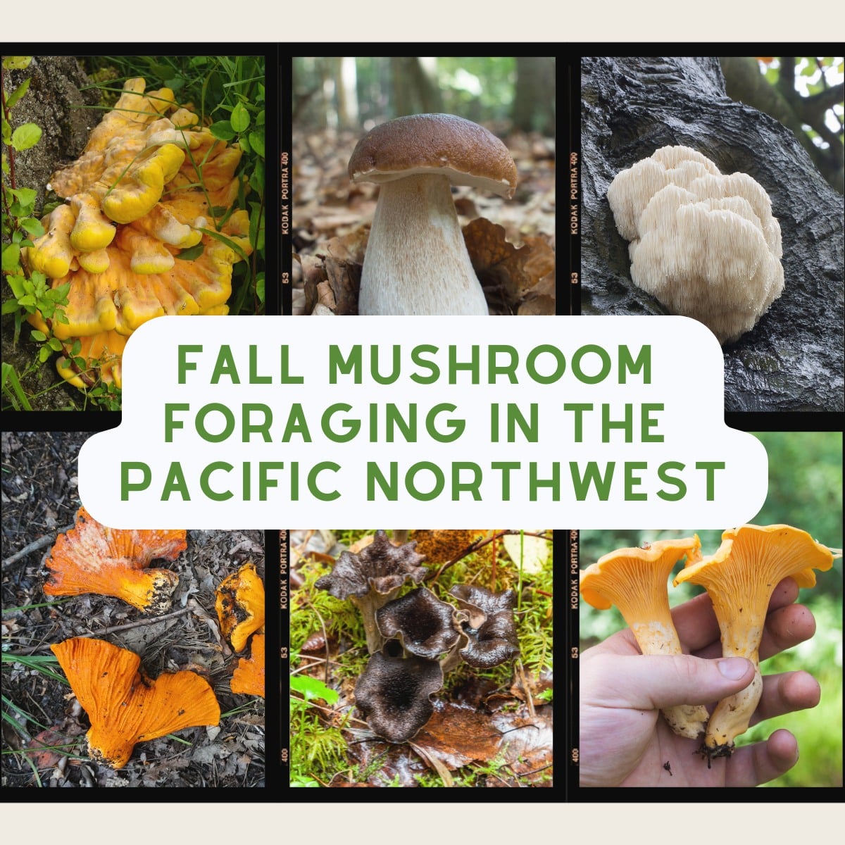 fall mushroom foraging in the pacific northwest