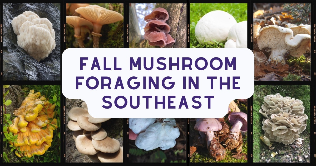 fall mushroom foraging in the southeast