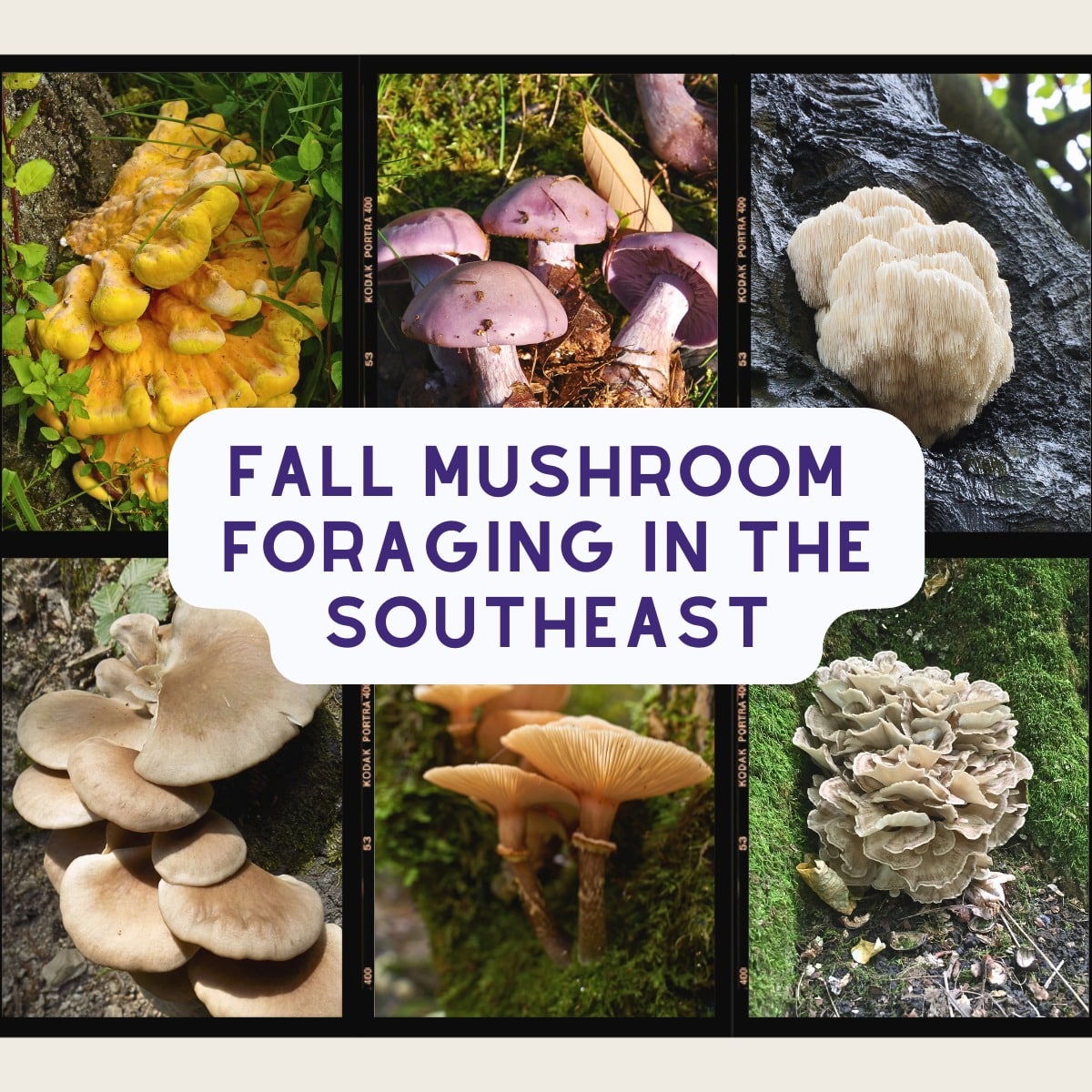 fall foraging in the southeast