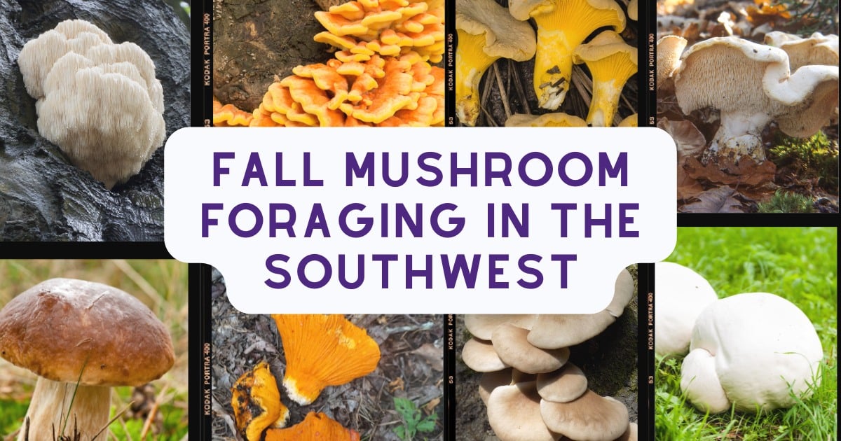 fall mushroom foraging in the southwest