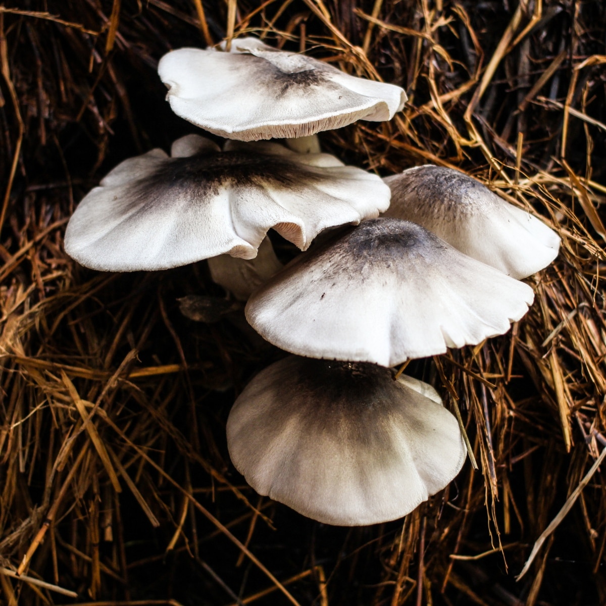 paddy straw mushrooms