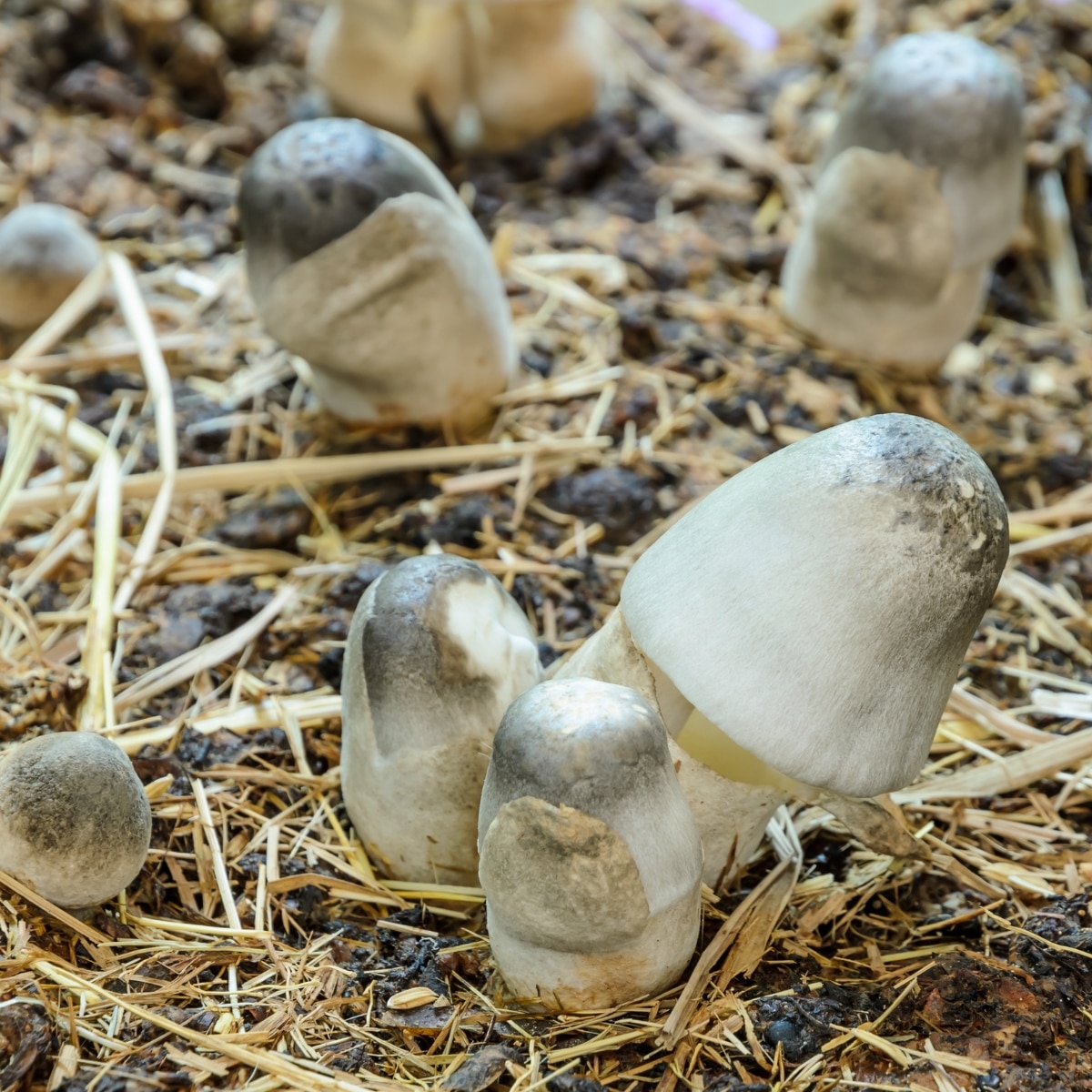 young paddy straw mushrooms Volvariella volvacea