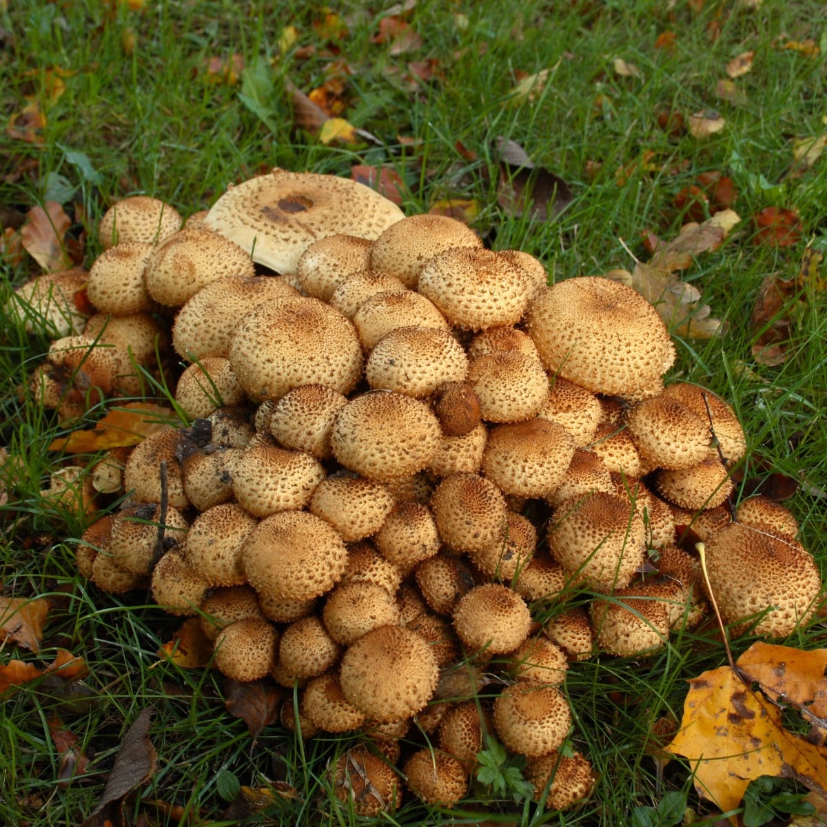 Young shaggy scaly caps