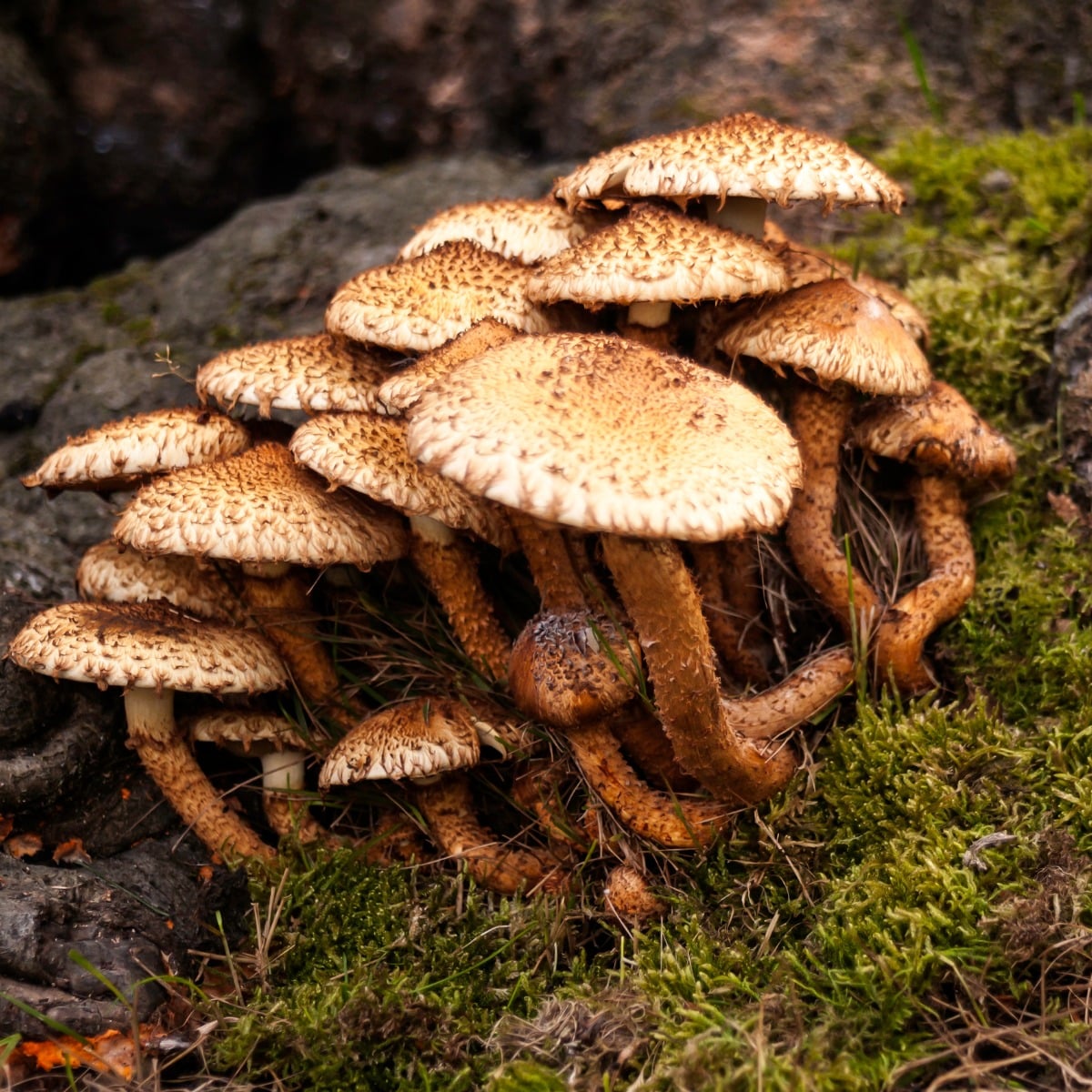 Shaggy scaly caps Pholiota