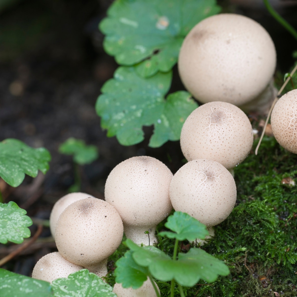 little puffballs