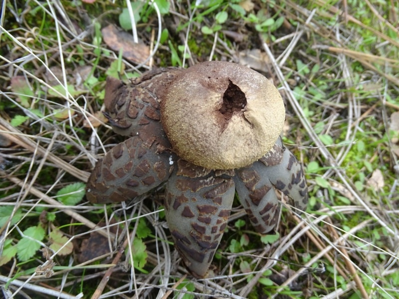 Giant Hygroscopic Earthstar (Astraeus pteridis)