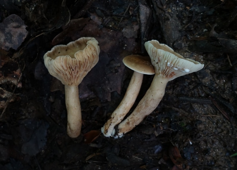 Lactarius fuliginosus