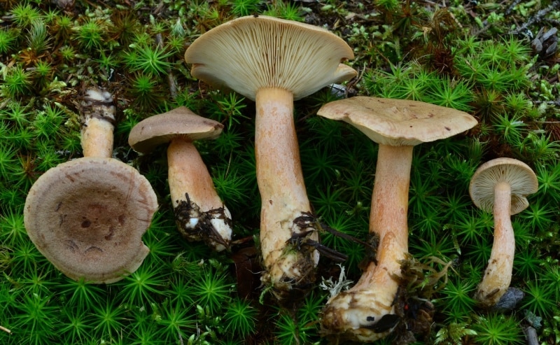 Lactarius helvus