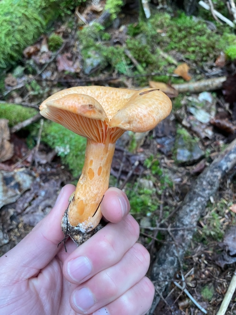 Lactarius salmonicolor