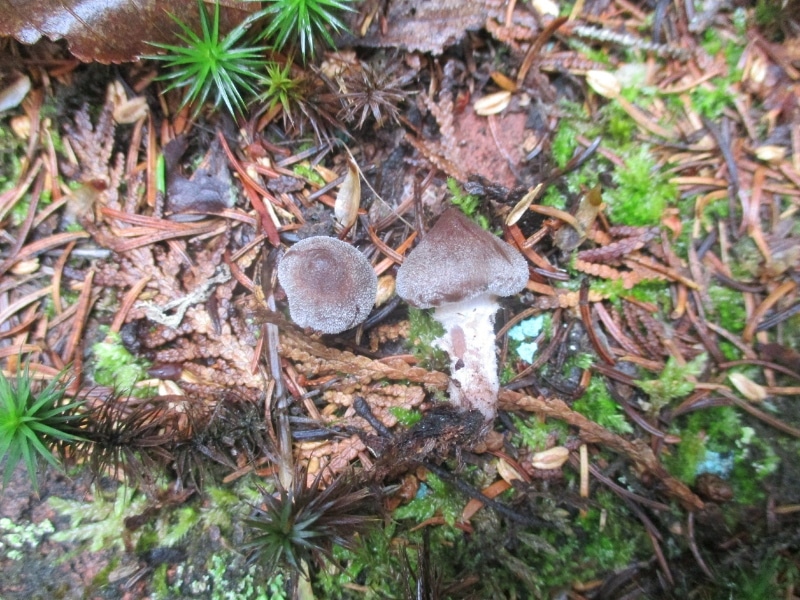 Cortinarius hemitrichus