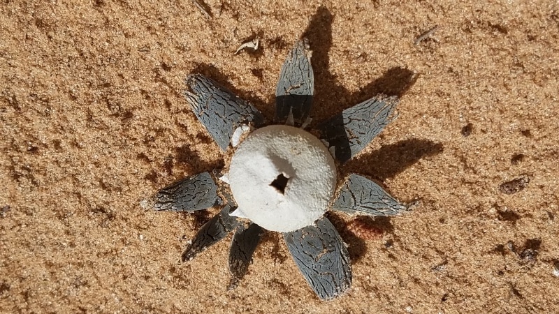 Smith's Earth Star (Astraeus smithii)